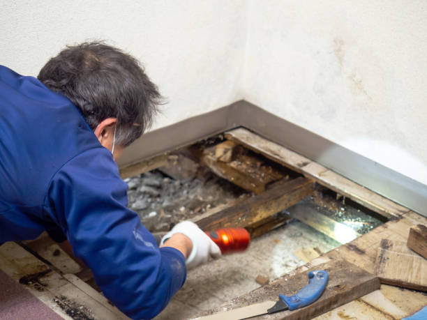 Best Residential Mold Removal  in Langhorne Manor, PA