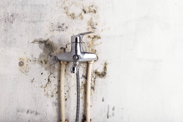 Best Home Mold Removal  in Langhorne Manor, PA