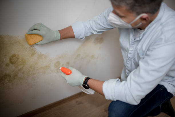 Mold Testing and Removal in Langhorne Manor, PA