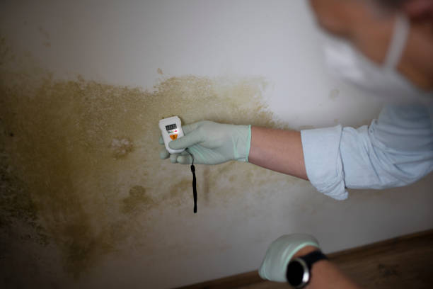 Best Office Mold Removal Services  in Langhorne Manor, PA