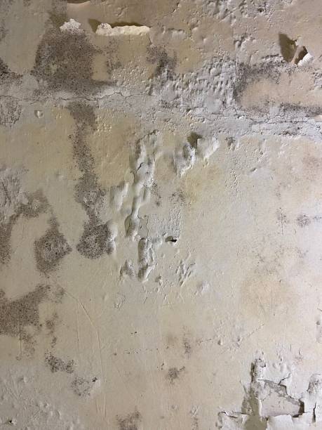 Best Mold Damage Repair  in Langhorne Manor, PA