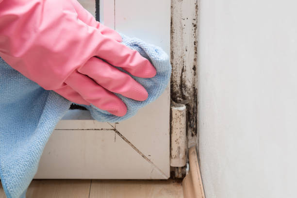 Best Attic Mold Removal  in Langhorne Manor, PA