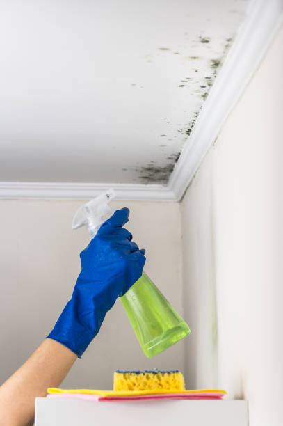 Best Commercial Mold Removal  in Langhorne Manor, PA